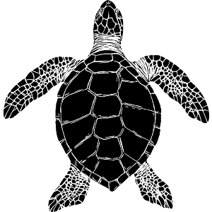 Sea Turtle Top View