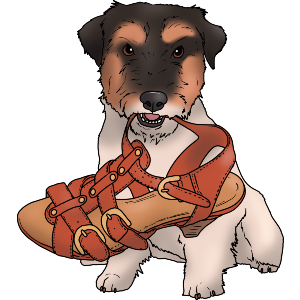 Jack Russell Chewing Shoe