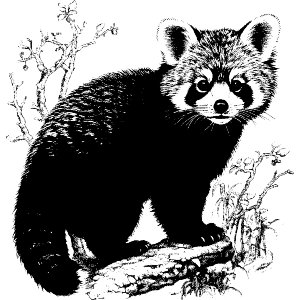 Red Panda