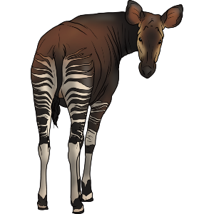 Okapi Looking Back