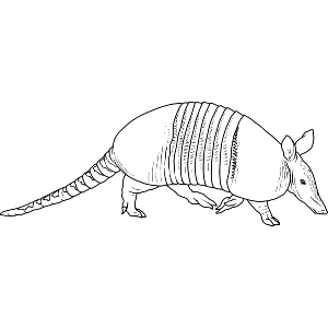 Armadillo on the Move