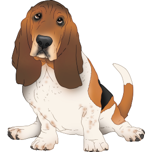 Basset Hound Dog Sitting