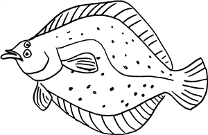 Flounder Fish