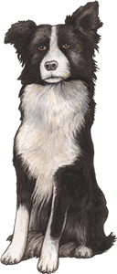 Border Collie