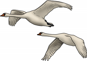 Flying Swans