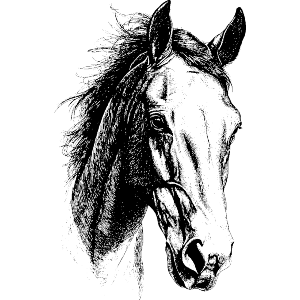 Horse Portrait