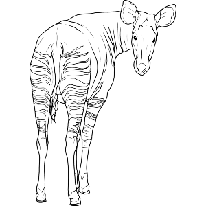 Okapi Looking Back