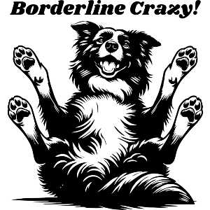 Funny Border Collie