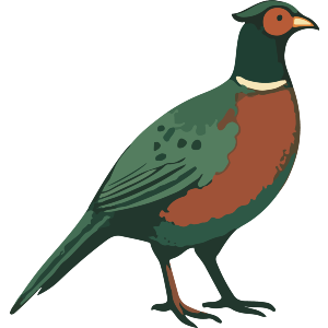 Male Pheasant