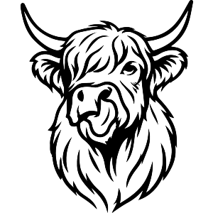 Highland Cow With Its Tongue Out