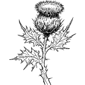 Scottish Thistle