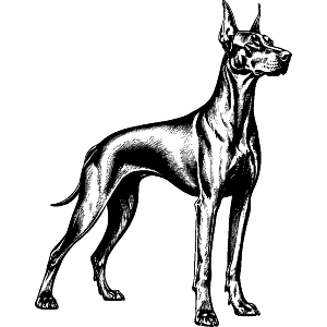 Doberman Pinscher