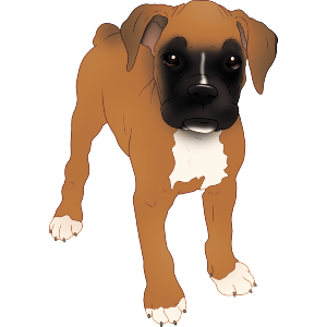 Cute Boxer Puppy