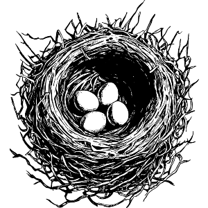 Eggs In Nest