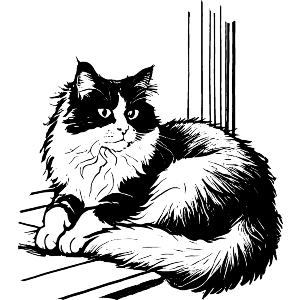 British Longhair Cat