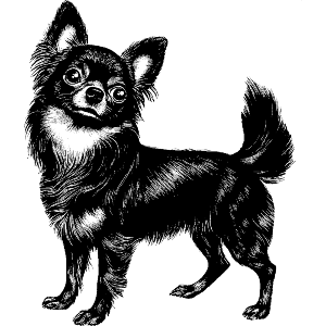 Long Haired Chihuahua Standing