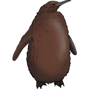 King Penguin Chick
