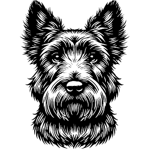 Scottish Terrier