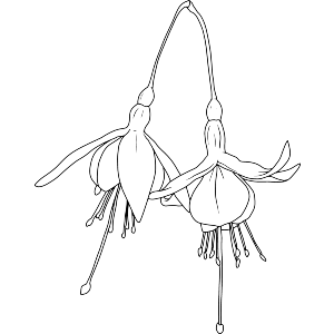 Fuchsia Flowers