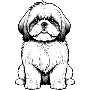 Sitting Shih Tzu