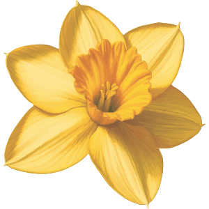Daffodil Flower