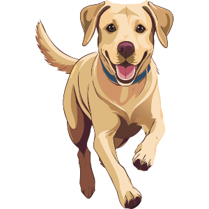 Beautiful Labrador 