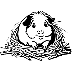 Guinea Pig in Fresh Bedding