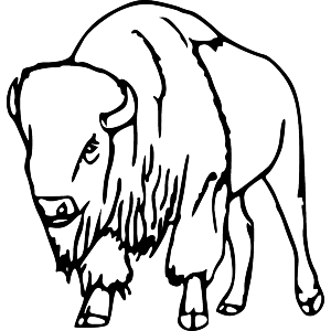 Wild Bison