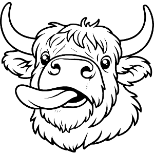 Highland Cow with Tongue Sticking Out