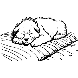 Dog Sleeping on Blanket