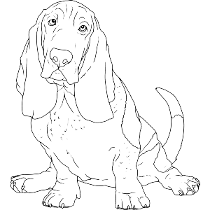 Basset Hound Dog Sitting