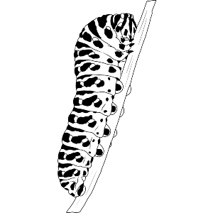 Chunky Caterpillar