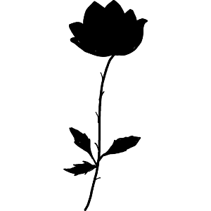A Single Rose
