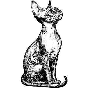 Sphynx Cat Sitting
