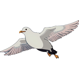 Seagull In Flight