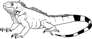 Iguana