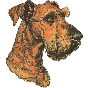  Airedale Terrier Portrait
