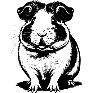 Guinea Pig