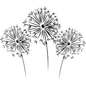 Dandelion Clocks