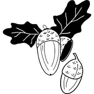 Oak Leaves & Acorns