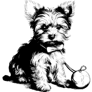 yorkie puppy with toy