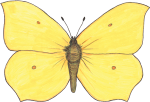 Brimstone Butterfly