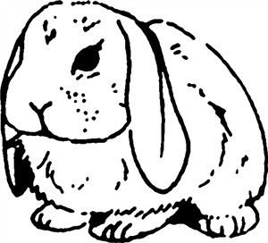 Lop Rabbit