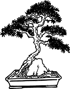 Bonsai Tree