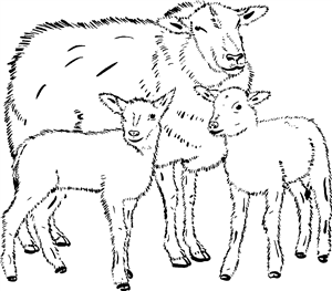 Sheep & Lambs