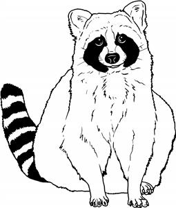 Sitting Raccoon