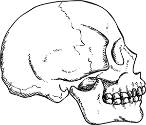 Skull In Profile