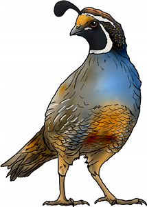 California Quail