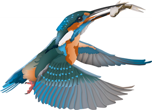 Kingfisher