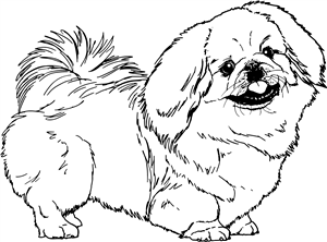 Pekingese